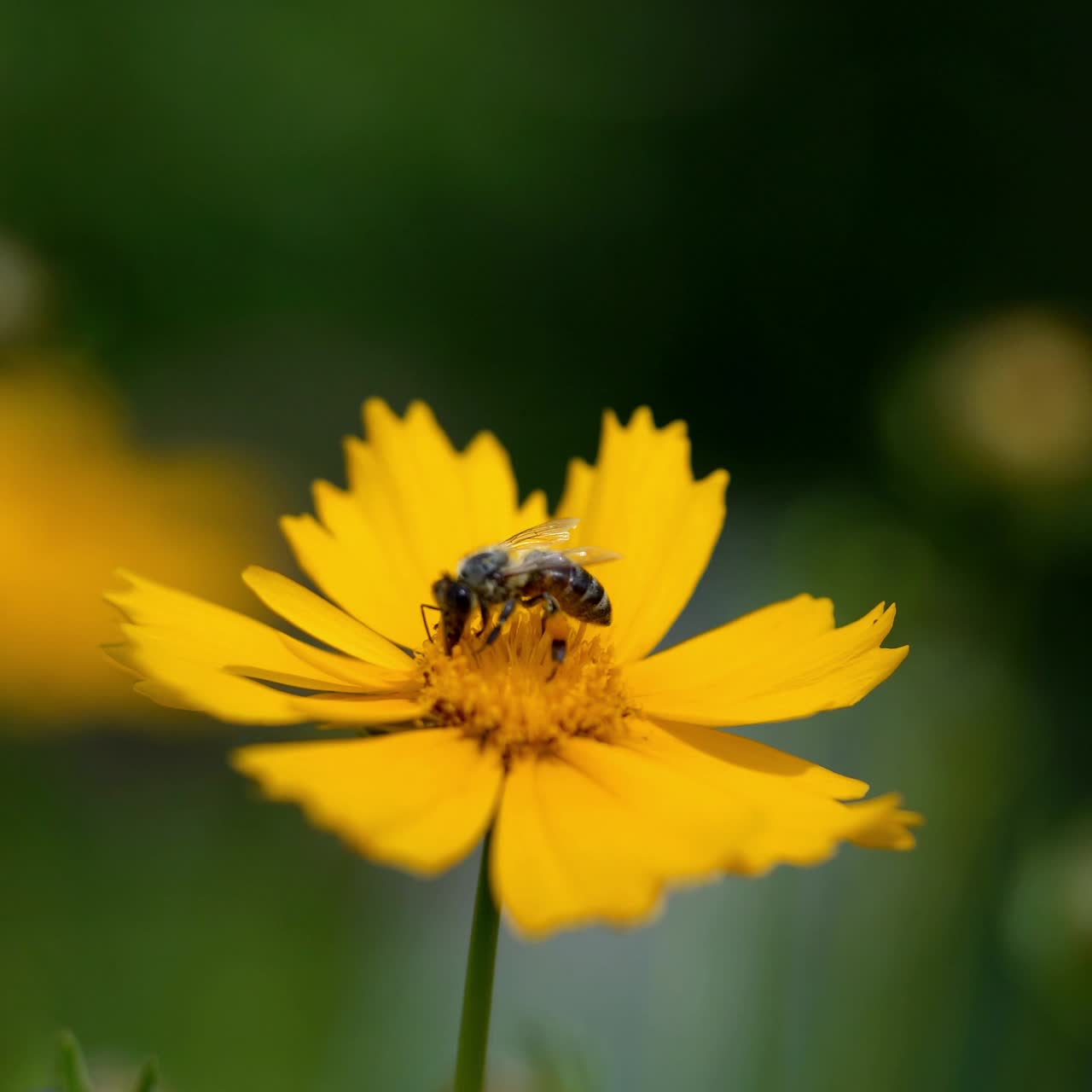 Bee close-up collects pollen on a bright yellow flower of coreopsis. Lance-leaved tickseed flowers
