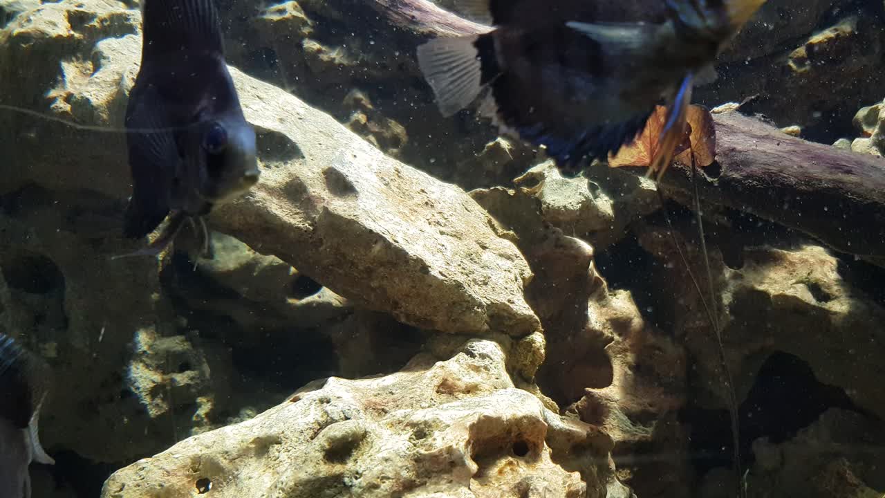 pez disco verde nadando en agua sucia