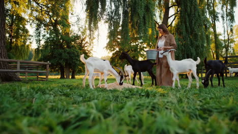 woman feeding goats in a grassy field at sunset