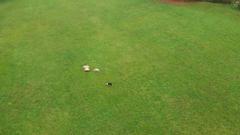 Flock-Of-Sheep-And-A-Shepherd-Dog-During-On-a-Traditional-Farm-In-Slovenia---aerial