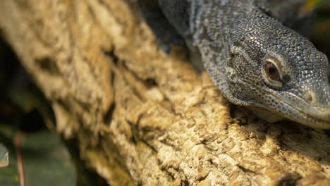 close-up of a blue-spotted tree monitor