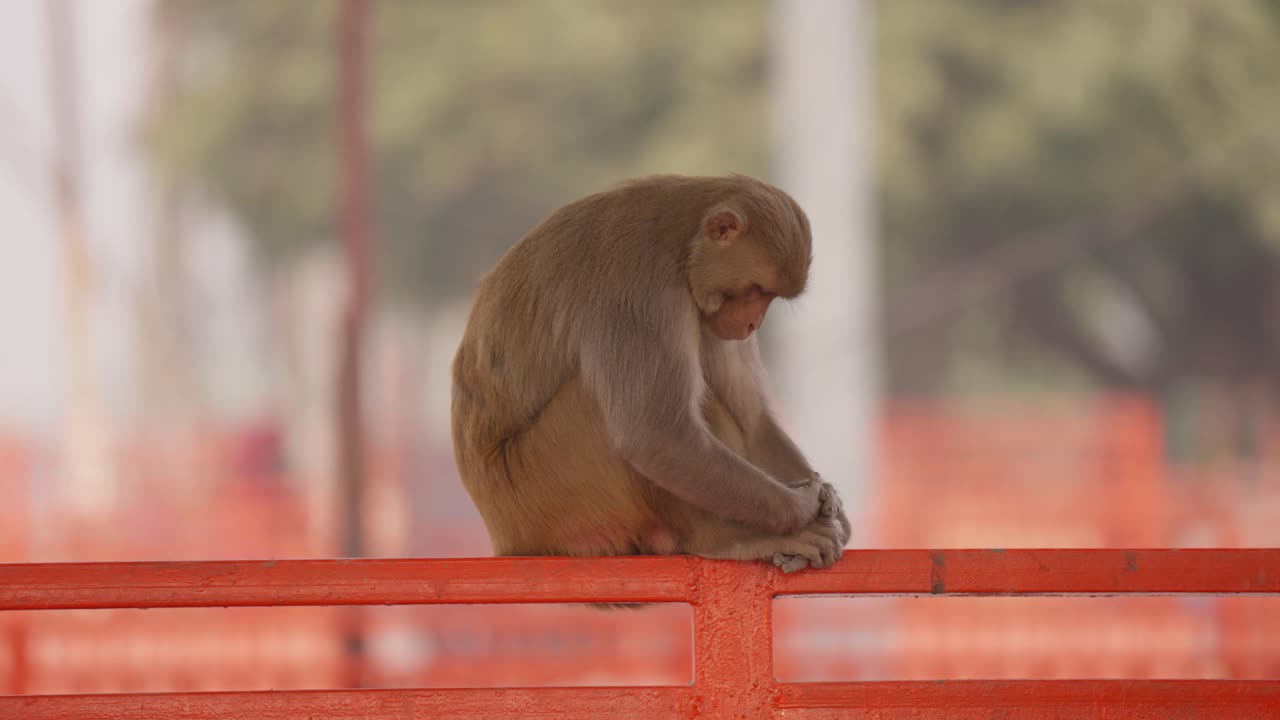 Close up of shrunken monkey sleeping on bridge railing