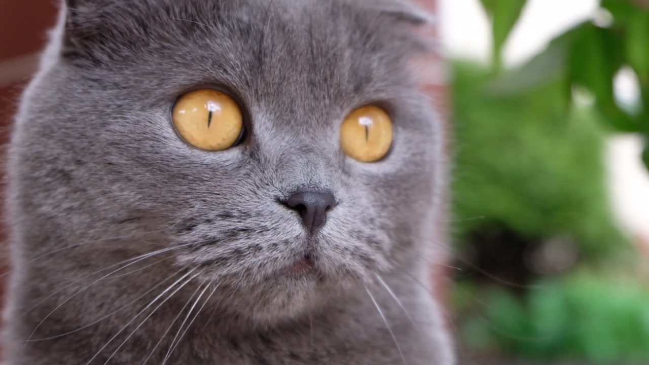 Close up of a grey Scottish Fold cat sitting in the garden