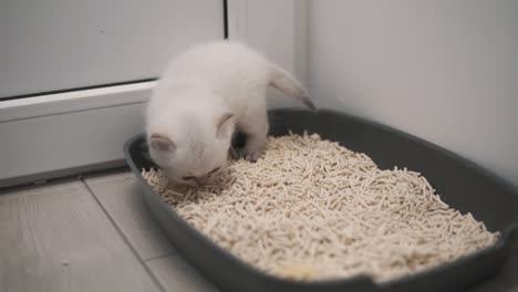 the white british chinchilla kitten is about to use the cat litter box filled with cat litter