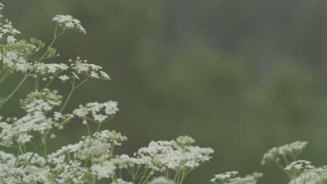 White-Spring-Flowers-Swaying-As-The-Wind-Blows-On-Fields