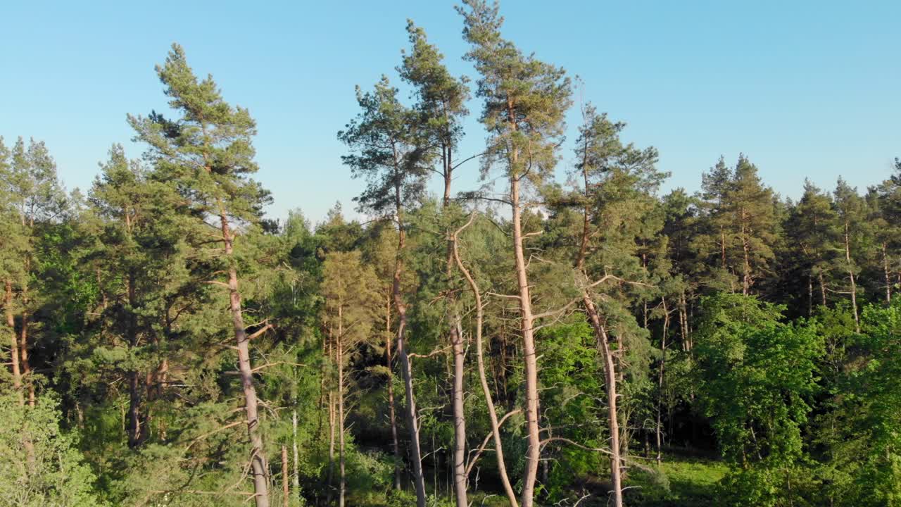 кукольная съемка сосны при солнечном свете