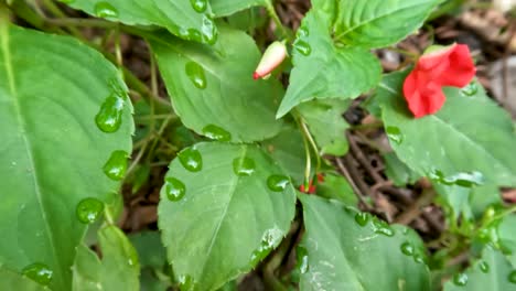 una planta con flores de flor de bálsamo o impatiens balsamina que es rosada, sus hojas son verdes