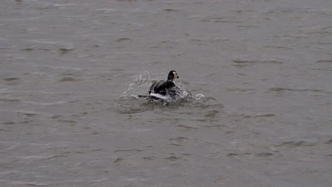 Barnacle-goose-washes-itself-swimming-with-strong-wind