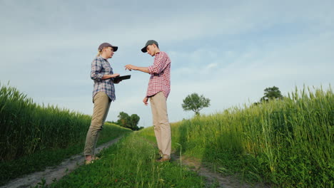 Farmers-Man-And-Woman-Communicate-In-A-Picturesque-Place-Among-Wheat-Fields-Use-A-Tablet