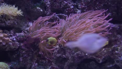 Reef-Marine-Underwater-Scene