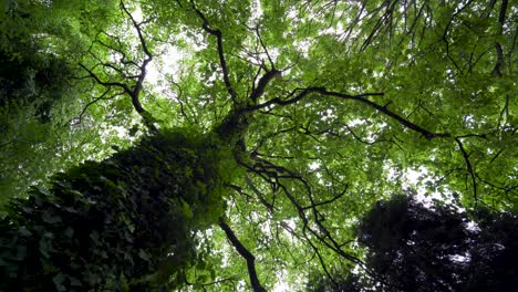 handheld clockwise shot of trees from underneath