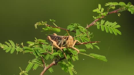 Grasshopper-in-small-leafs-