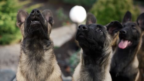 portrait of mixed breed german shepherd dogs outdoors