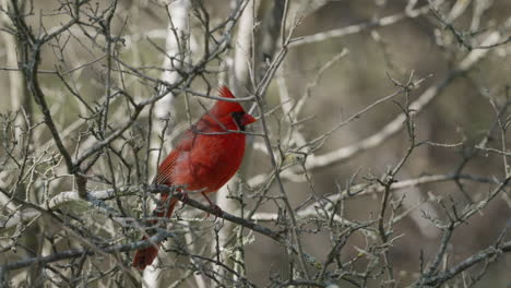 northern cardinal perched oin a tree before flying away - cardinalis cardinalis