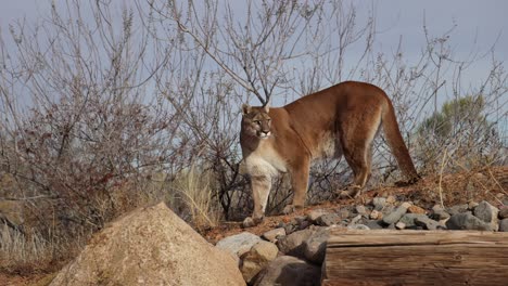 puma se vuelve y se enfrenta a la cámara slomo