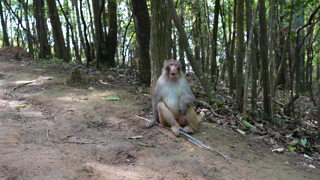 Wild rhesus macaque monkey sitting in a forest in Zhangjiajie National Forest Park