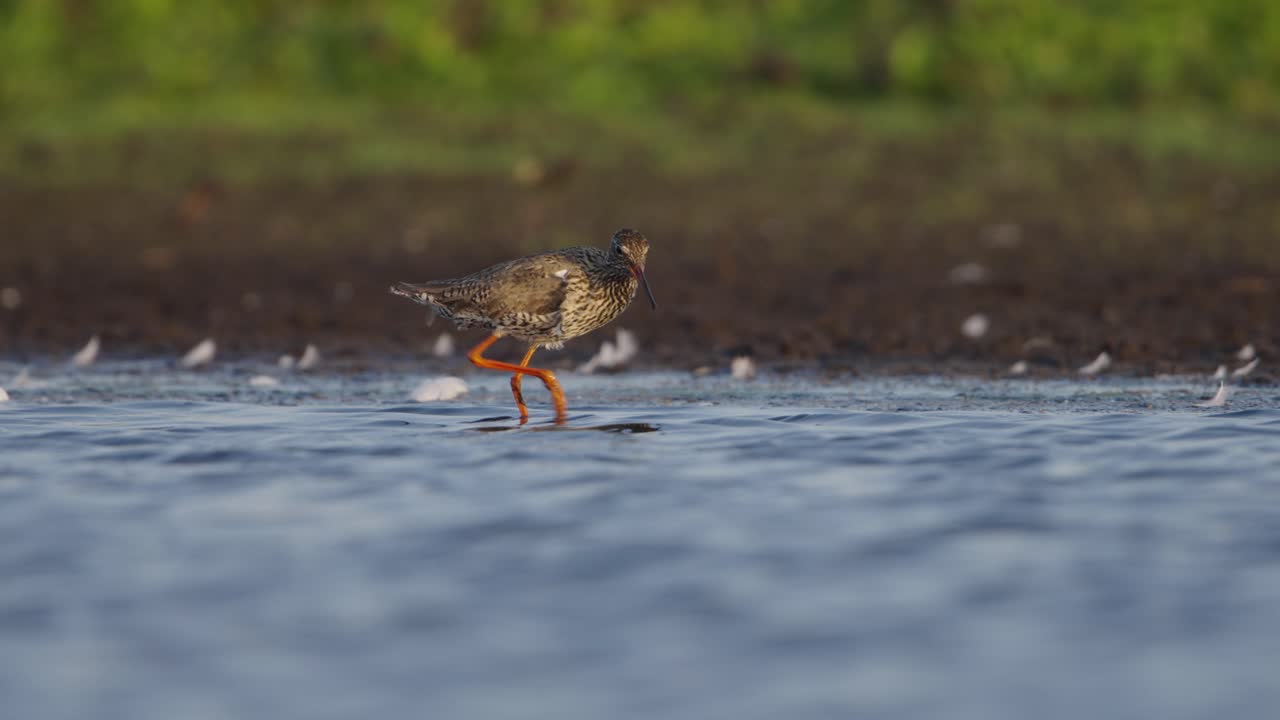 Redshank tureluur weidevogel hunting for prey in shallow water of wetland