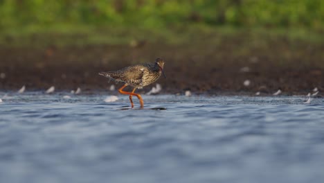 Redshank-tureluur-weidevogel-hunting-for-prey-in-shallow-water-of-wetland