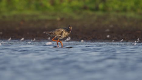 Archibebe-Redshank-Pradera-Caza-De-Aves-Para-Presas-En-Aguas-Poco-Profundas-O-Humedales