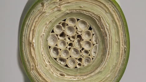close-up of bamboo stem cross-section