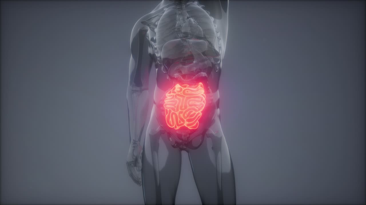 examen de radiología del intestino delgado humano
