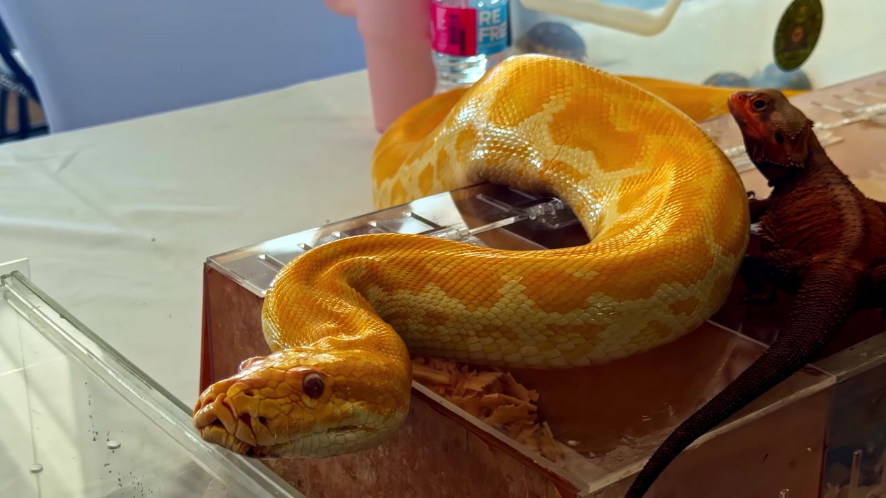 Primo piano di un serpente giallo che riposa su una superficie marrone all'interno.