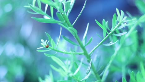 ladybug crawls along the green branches of a plant.