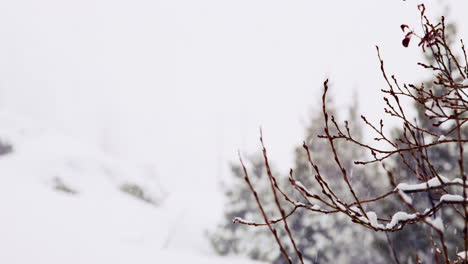 las ramas cuelgan en el viento mientras cae la nieve