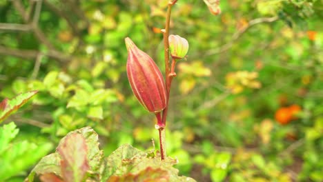 Beautiful-vibrant-shot-of-Okra-vegetable-plant-produce-vegan-crop-for-cooking-and-health-benefits