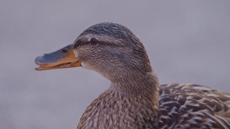 a closeup view of wild duck mallard in cinematic style