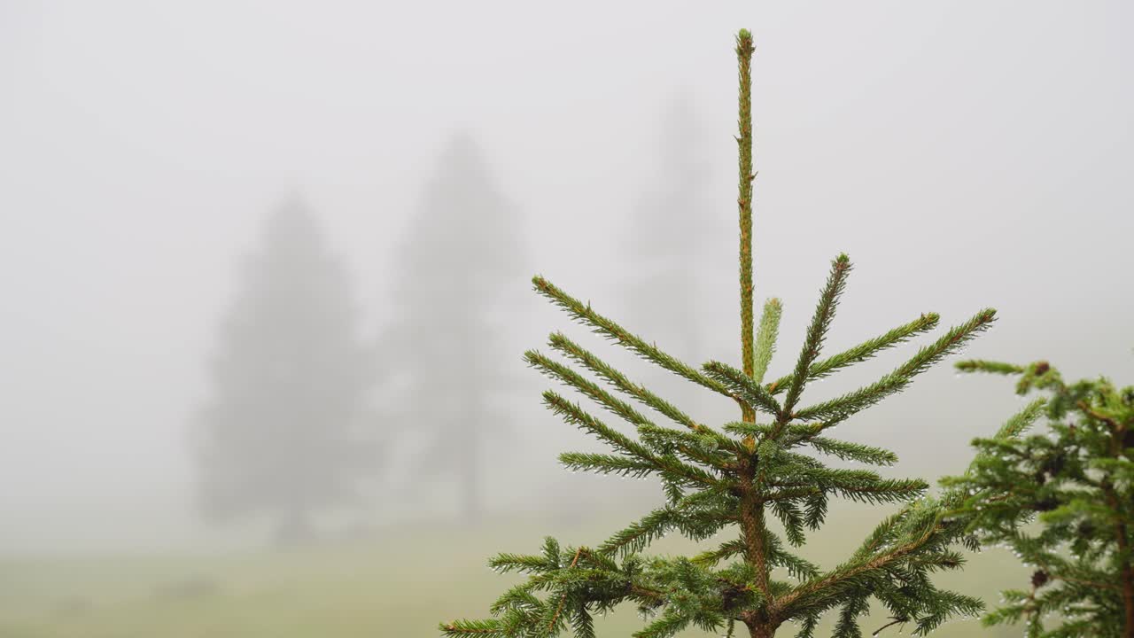 Close up of Fir trees in heavy fog in swiss mountains