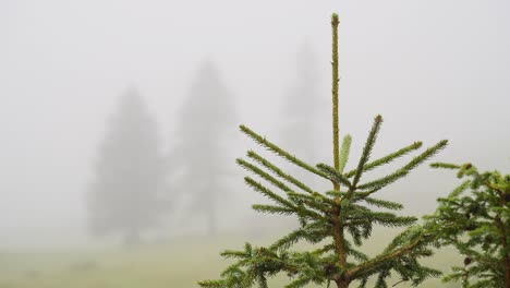 close up of fir trees in heavy fog in swiss mountains