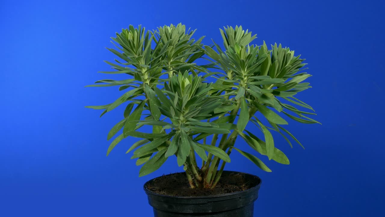 rodeando una planta de maceta en pantalla azul