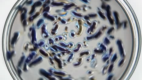 microscopic view of microorganisms or bacteria in a petri dish