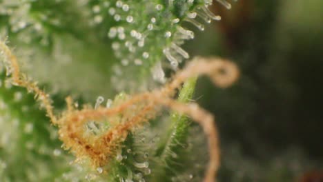 extreme closeup of cannabidiol flower crystals