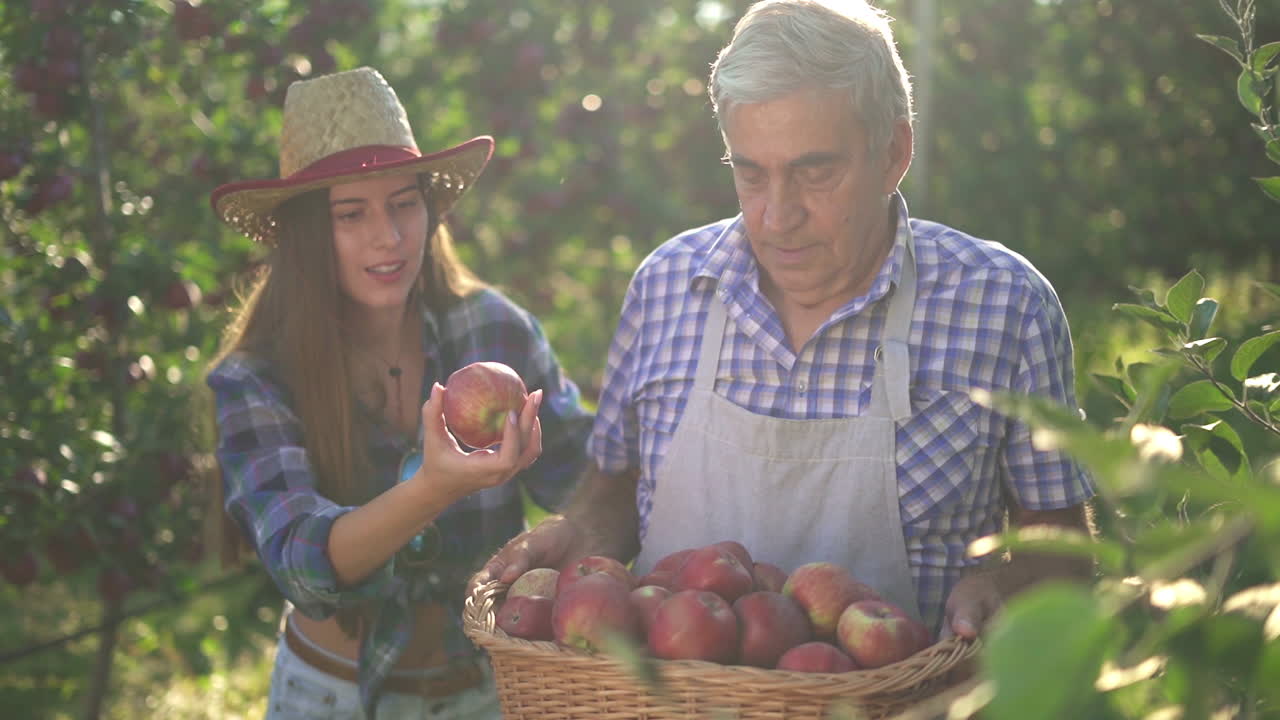 People harvesting fresh apples in a sunny orchard