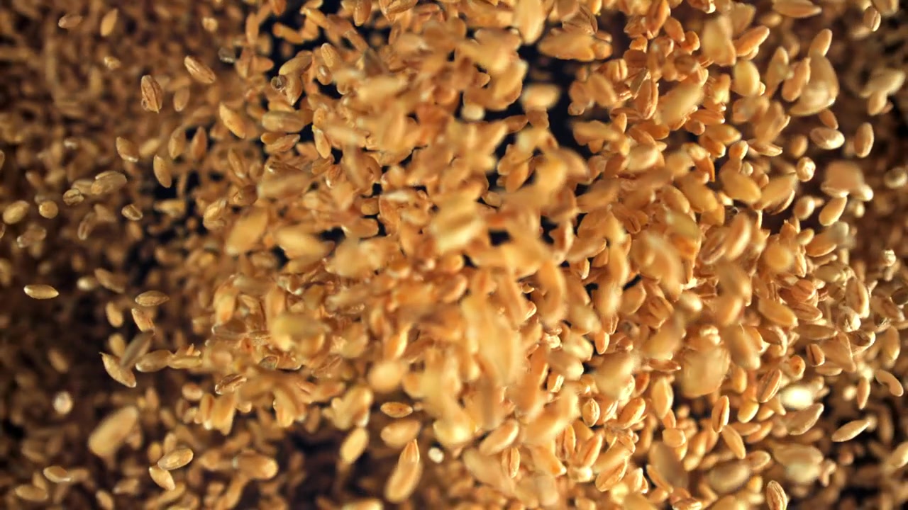 Chicchi di grano dorati che si riversano in super slow motion.