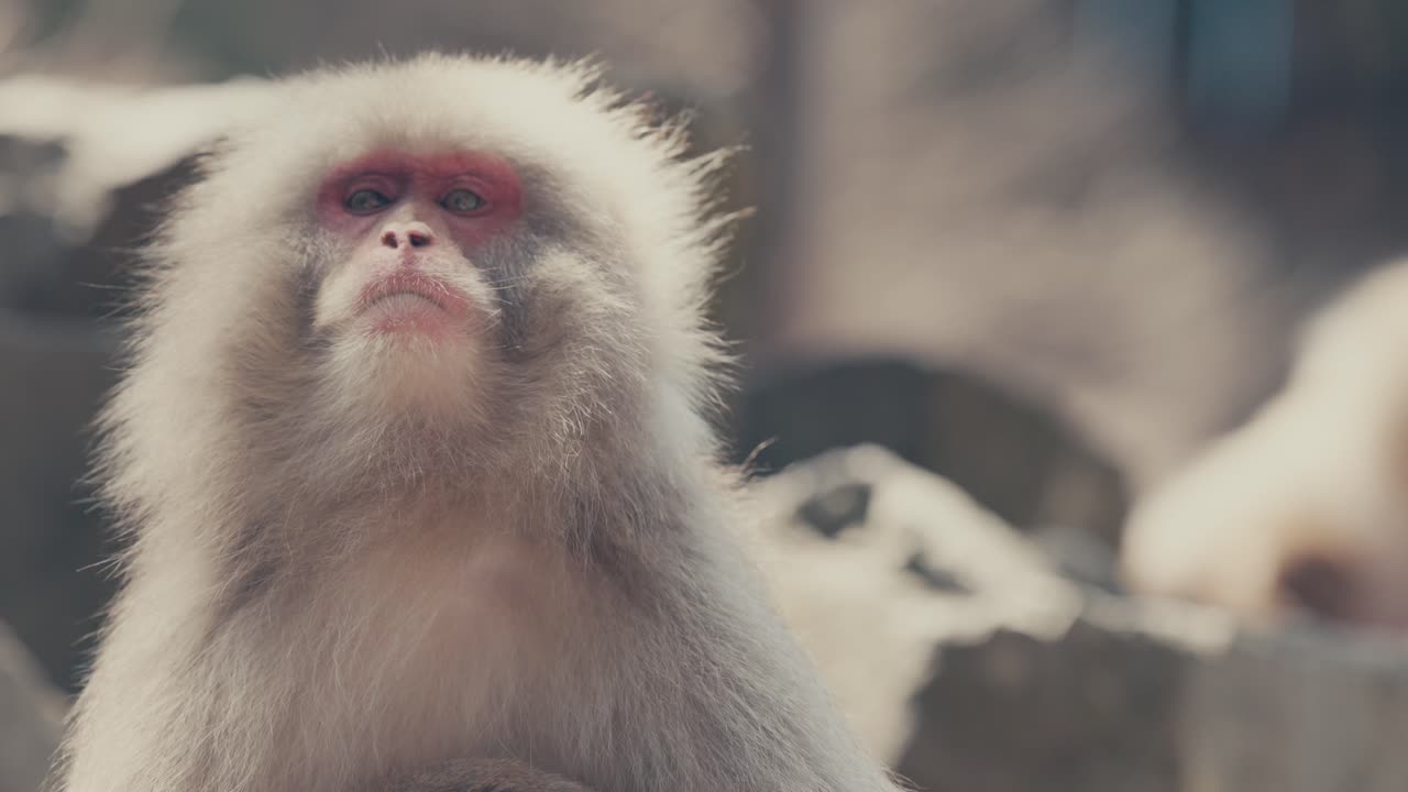 retrato en primer plano del macaco japonés en japón