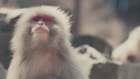 closeup portrait of japanese macaque  in japan