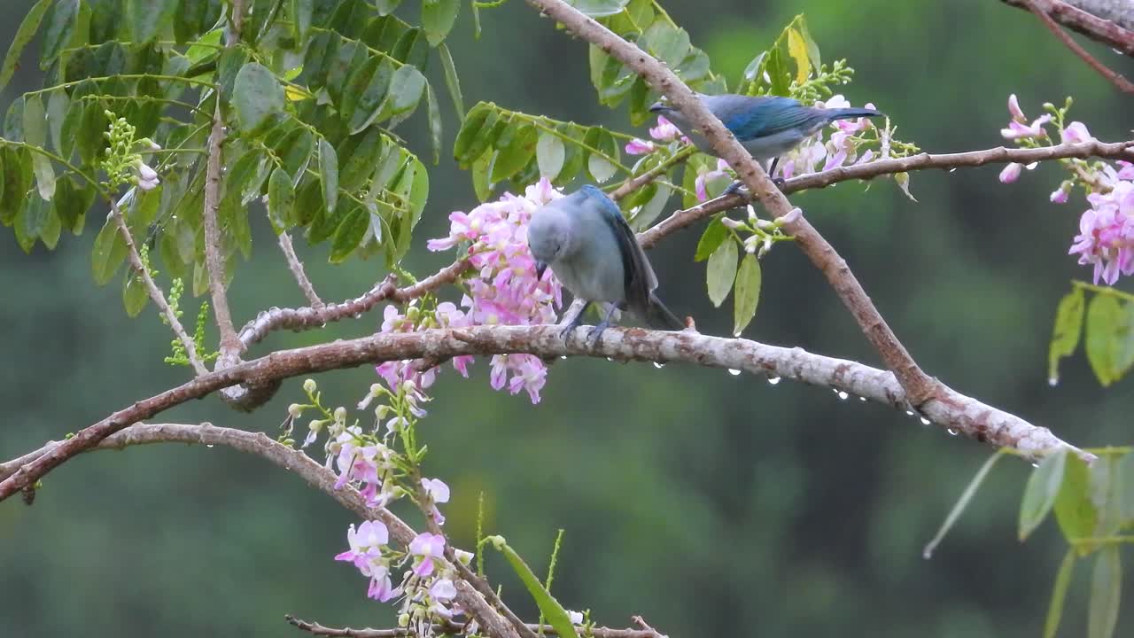 un par de tanagers azul-gris descansando en ramas adyacentes en el bosque tropical
