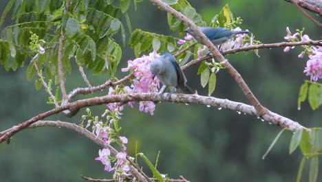 Par-De-Tangaras-De-Color-Gris-Azulado-Descansando-Sobre-Ramas-Adyacentes-En-La-Selva-Tropical