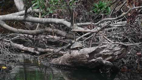 Giant-Asian-Pond-Turtle,-Heosemys-grandis,-resting-on-a-log-in-the-afternoon-in-Khao-Yai-National-Park,-Thailand