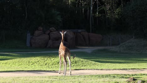 giraffe walking in a zoo enclosure