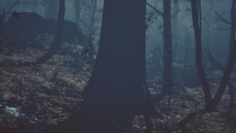 dark and mysterious forest