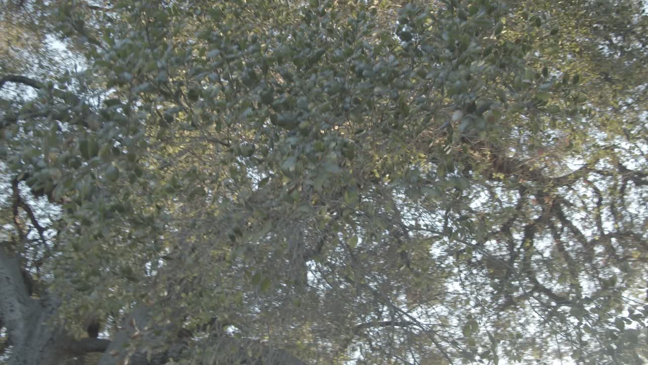 Tree branch with very small and green leaves, in the background you can see the clarity of the sky