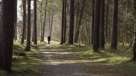 exercising walking female starts jogging among trees in forrest on a sunny day