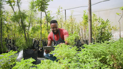 african american man using tablet while inspecting plants in greenhouse nursery