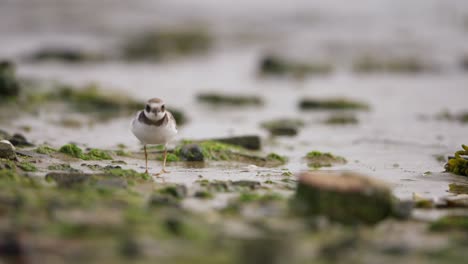 close view of common ringed plover bird walking by shallow wavy water