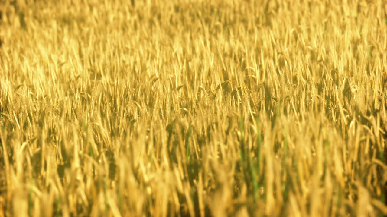 Golden wheat field stretches under clear blue sky during warm summer day