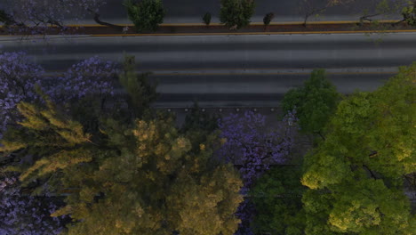 Aerial-panning-top-down-close-up-view-blooming-trees-and-nature-with-two-lane-empty-asphalt-road-in-Mexico-city